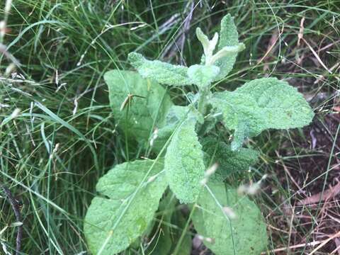 Plancia ëd Pterocaulon redolens