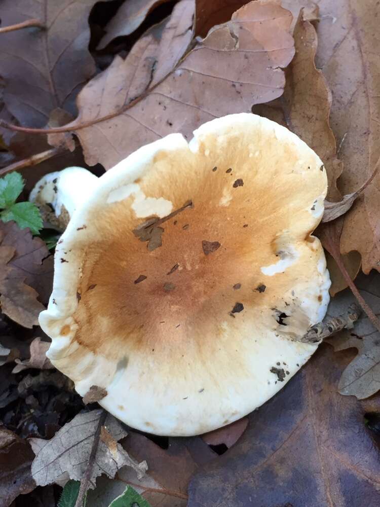 Image of Hygrophorus arbustivus Fr. 1836