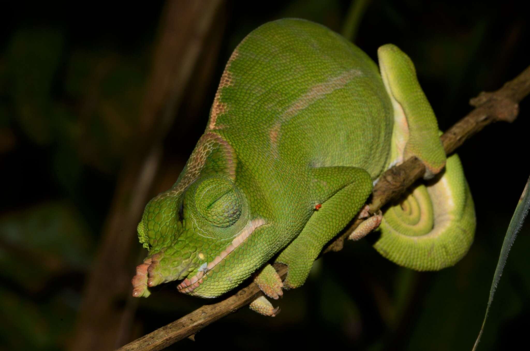 Image of Petter's Chameleon