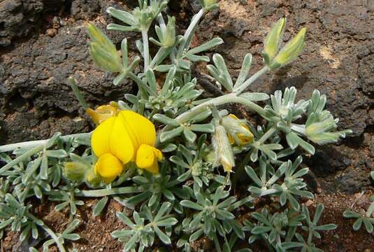 Plancia ëd Lotus sessilifolius subsp. sessilifolius