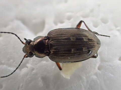 Image of Bembidion (Bracteon) carinula Chaudoir 1868