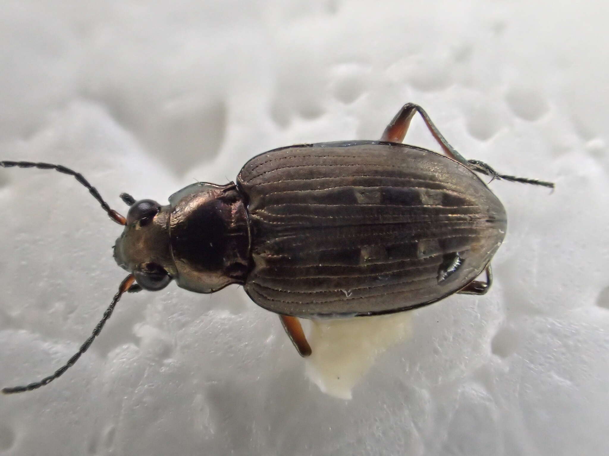 Слика од Bembidion (Bracteon) carinula Chaudoir 1868