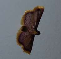 Image of Moth