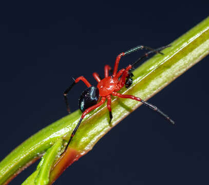 Image of Red-and-black spider