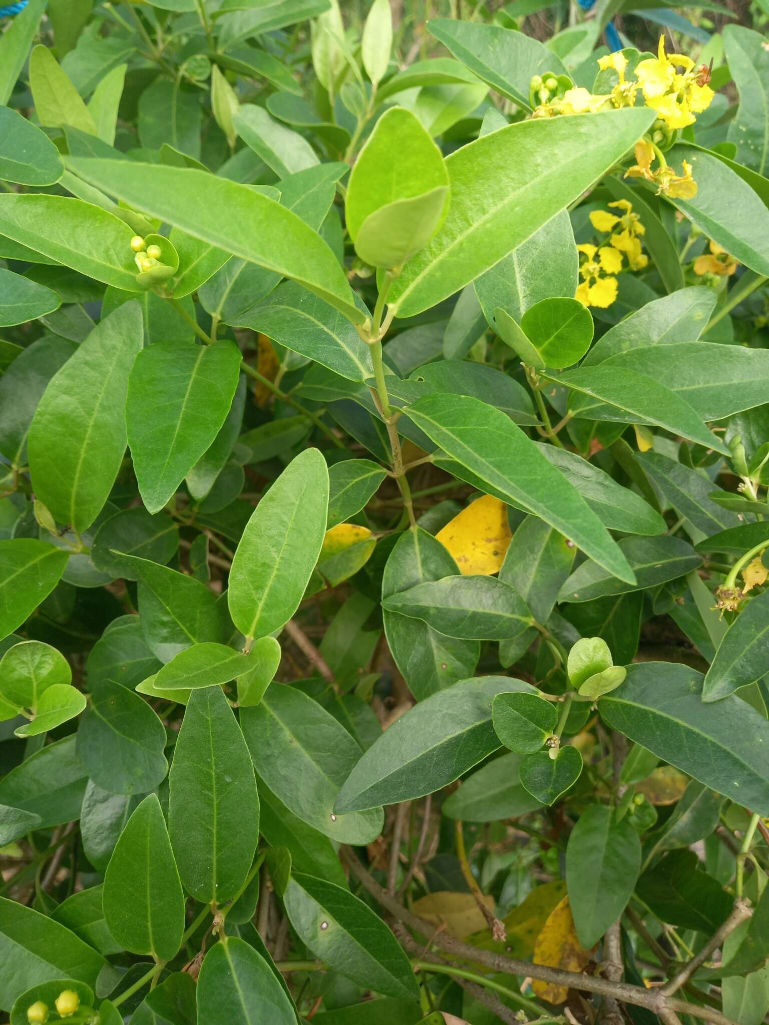 Plancia ëd Stigmaphyllon bannisterioides (L.) C. Anderson