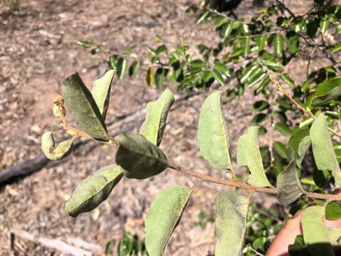 Image of Petalostigma pubescens Domin