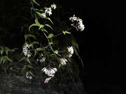 Image of Eupatorium formosanum Hayata