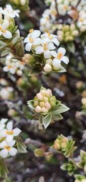 Image of Pimelea concinna Allan