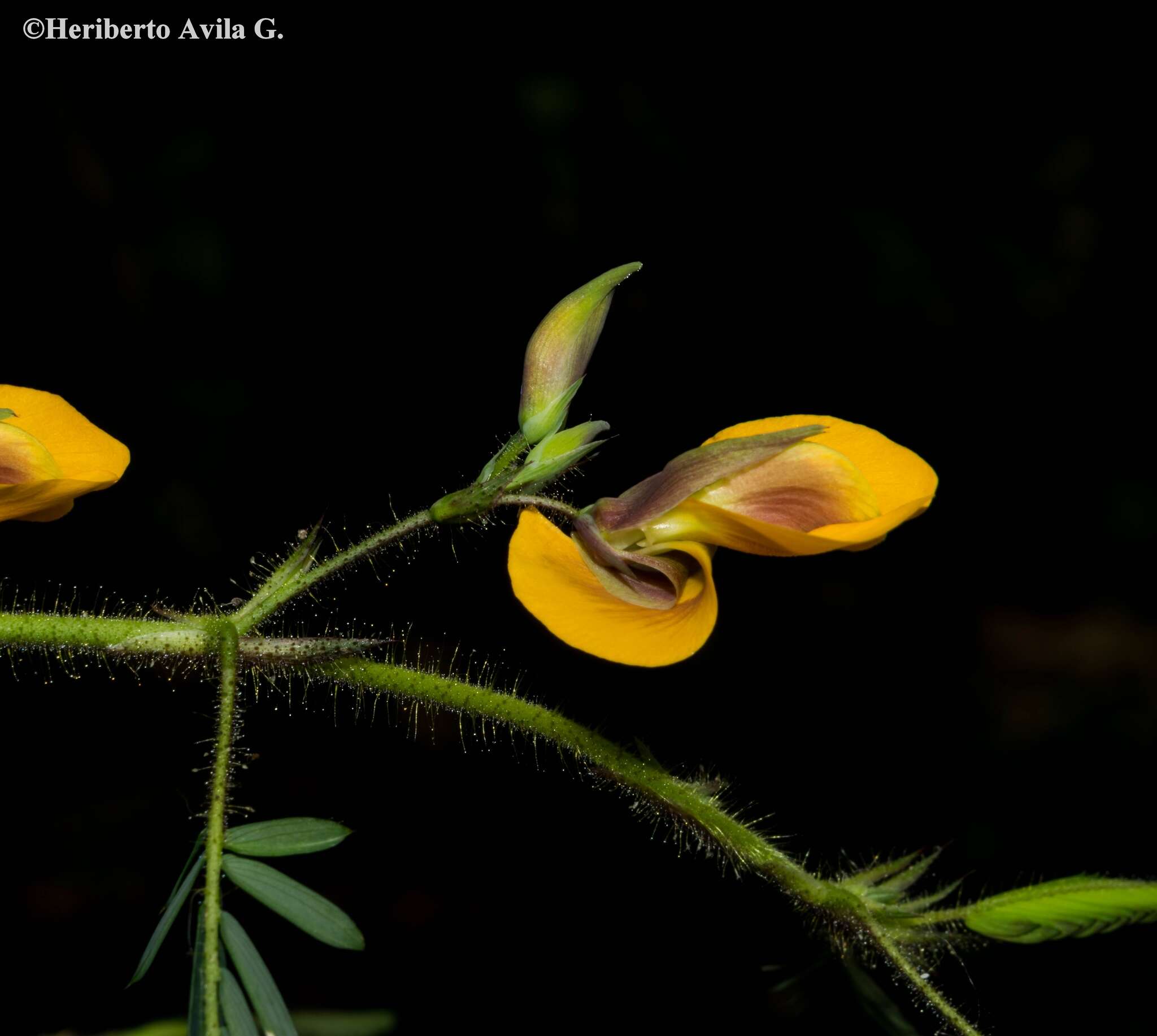 Sivun Aeschynomene unijuga (M. E. Jones) Rudd kuva