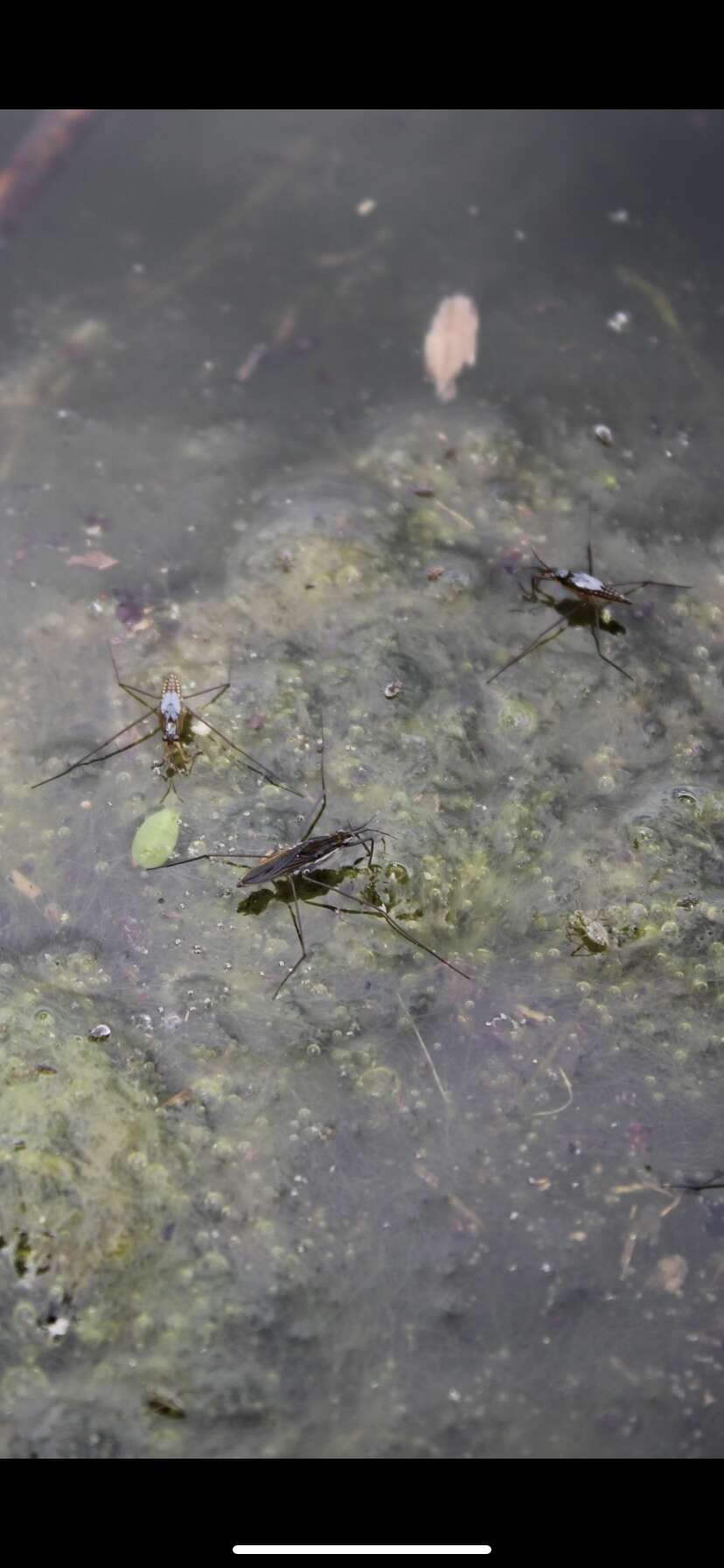 Image of Pond Skate