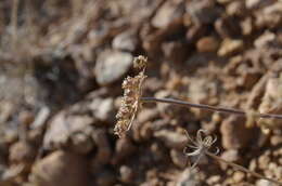 Image de Schtschurowskia meifolia Regel & Schmalh.