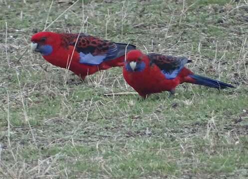 صورة Platycercus elegans melanopterus North 1906