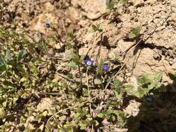 Image of twolobe speedwell