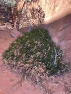 Image of Canyonlands biscuitroot