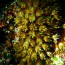 Image of octopus coral