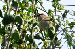 Image of Brown-crowned Tchagra