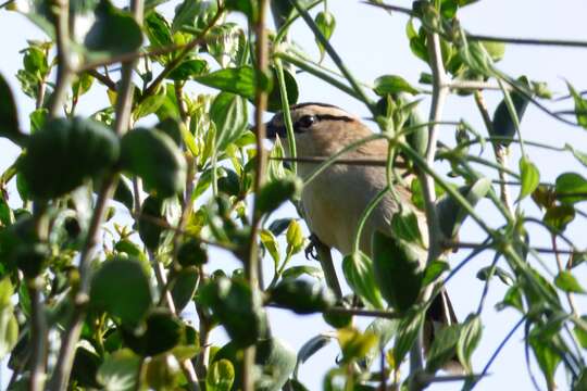 Tchagra australis (Smith & A 1836)的圖片