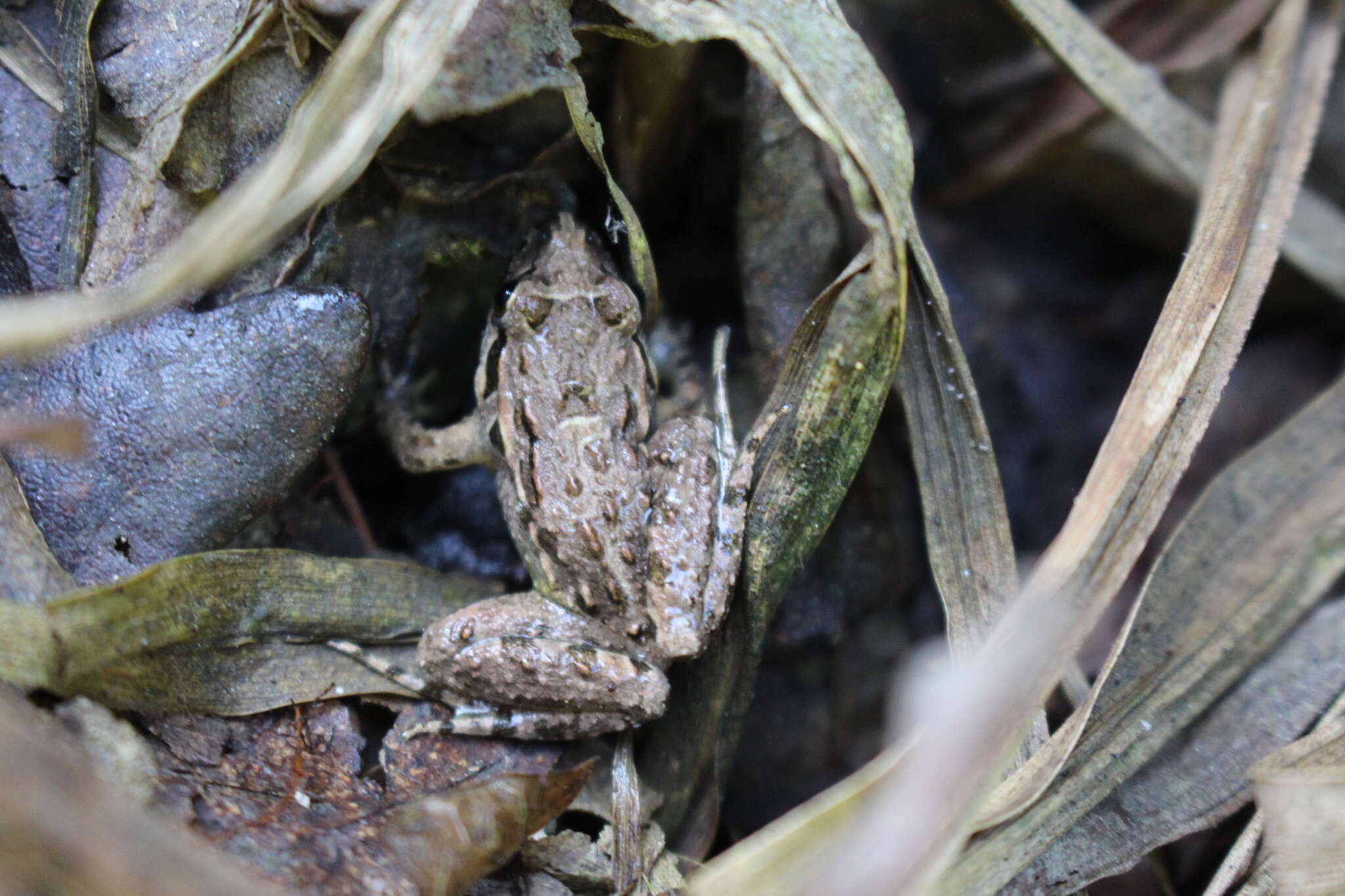 Image of Iberian Painted Frog