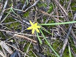 Image of Bristle-Seed Yellow Star-Grass