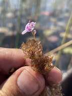 Utricularia benjaminiana Oliv.的圖片