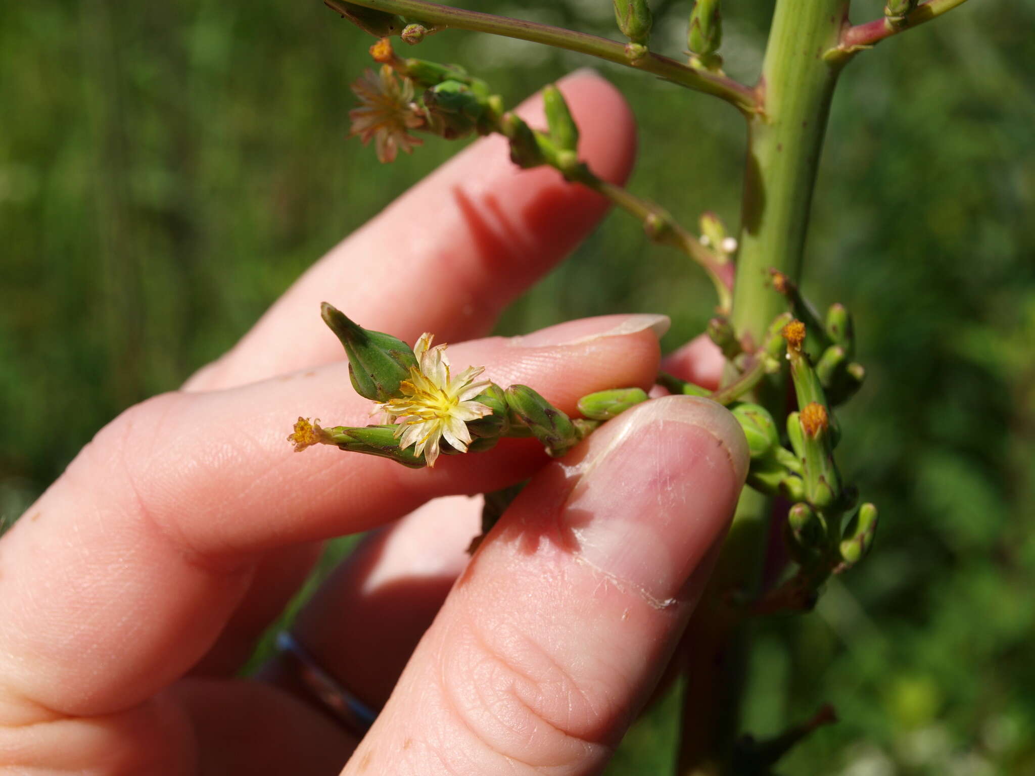 Imagem de Lactuca canadensis L.