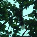 Image of Palawan Flying Squirrel