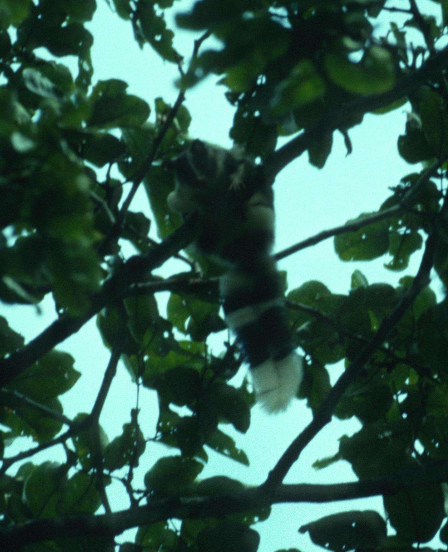 Image of Palawan Flying Squirrel