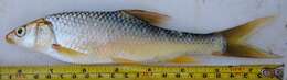 Image of Smallmouth yellowfish