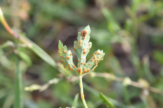 Image of Puccinia modiolae P. Syd. & Syd. 1903