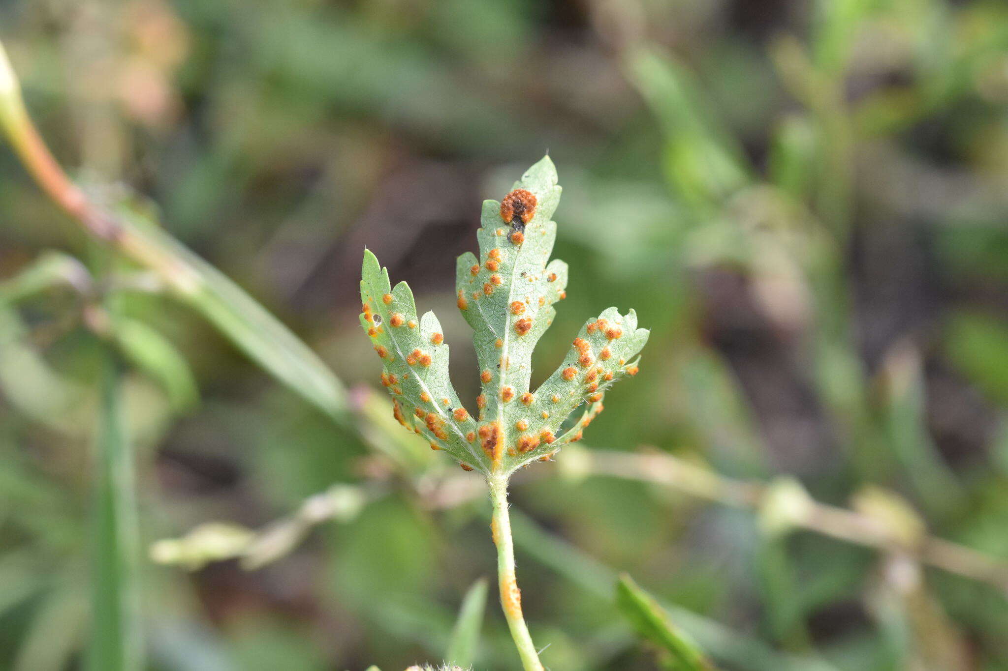 Image of Puccinia modiolae P. Syd. & Syd. 1903