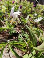 Imagem de Erythronium sibiricum (Fisch. & C. A. Mey.) Krylov