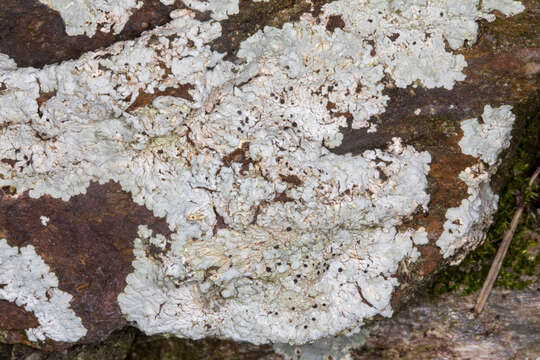 Image of diploicia lichen