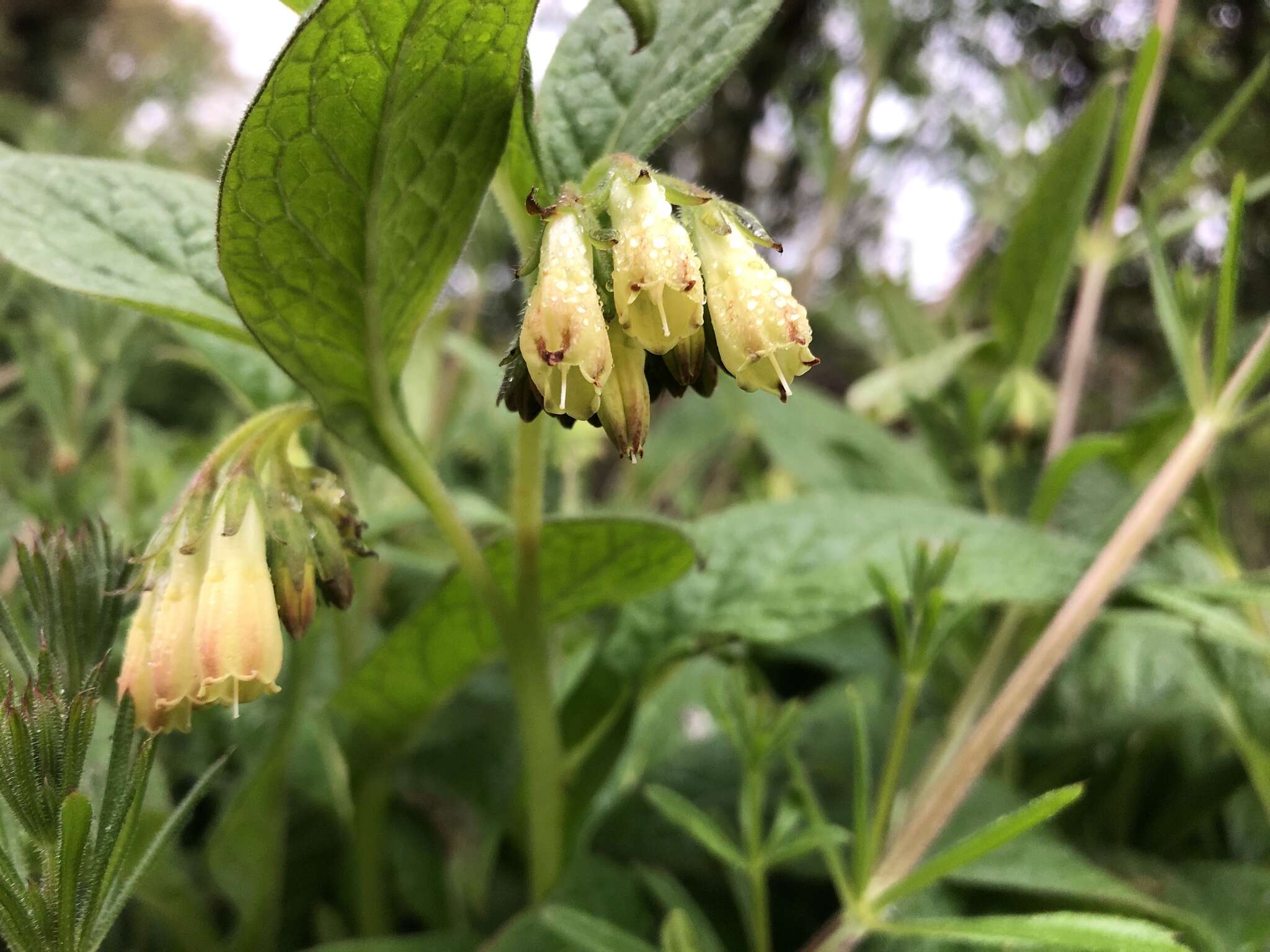 Слика од Symphytum tuberosum L.