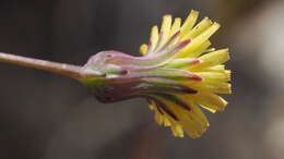 Image of Cleveland's desertdandelion