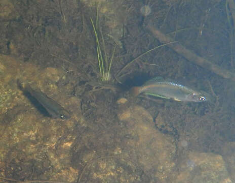 Image of Australian rainbowfish