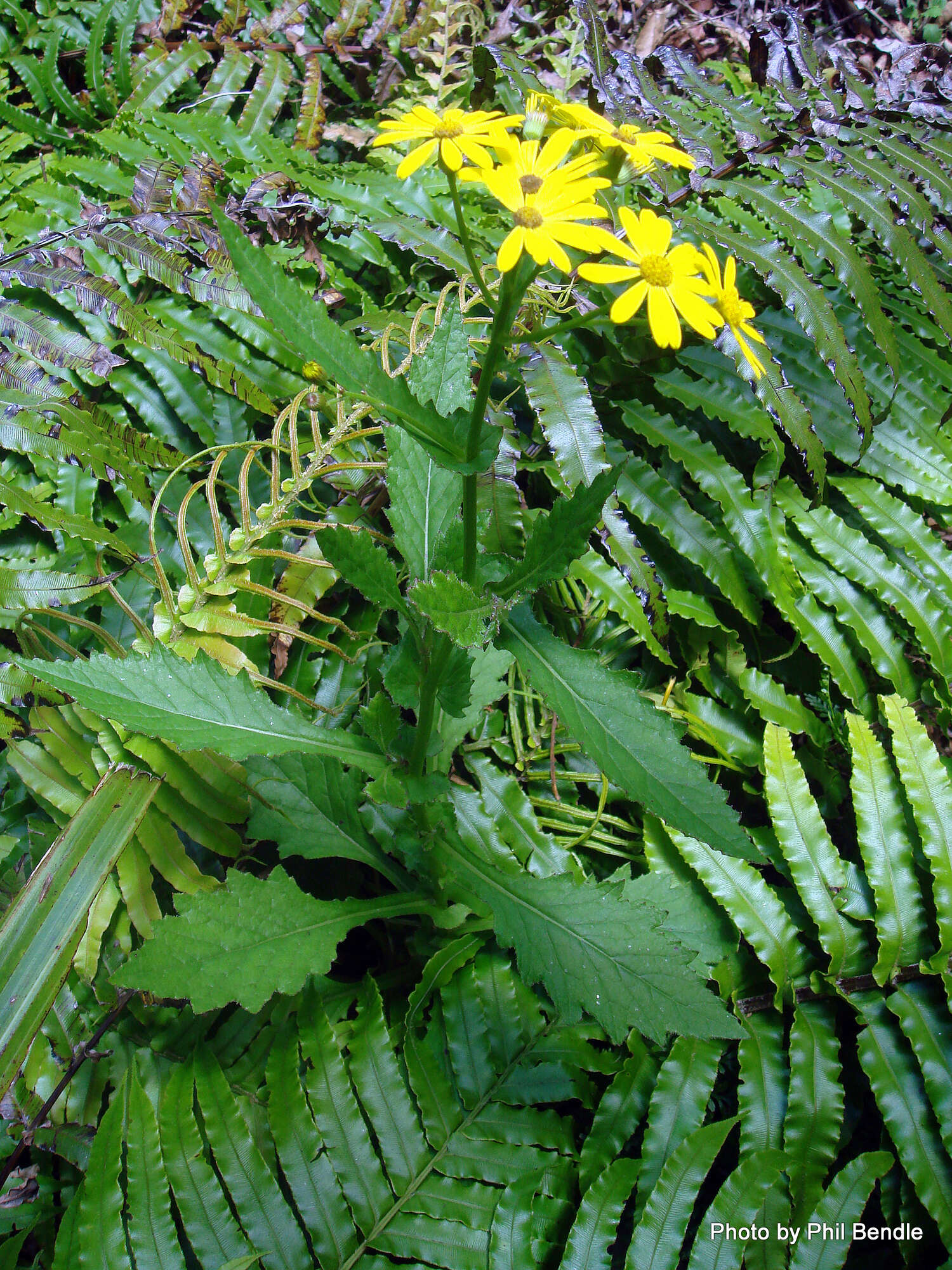 Imagem de Senecio solandri var. rufiglandulosus (Col.) Allan