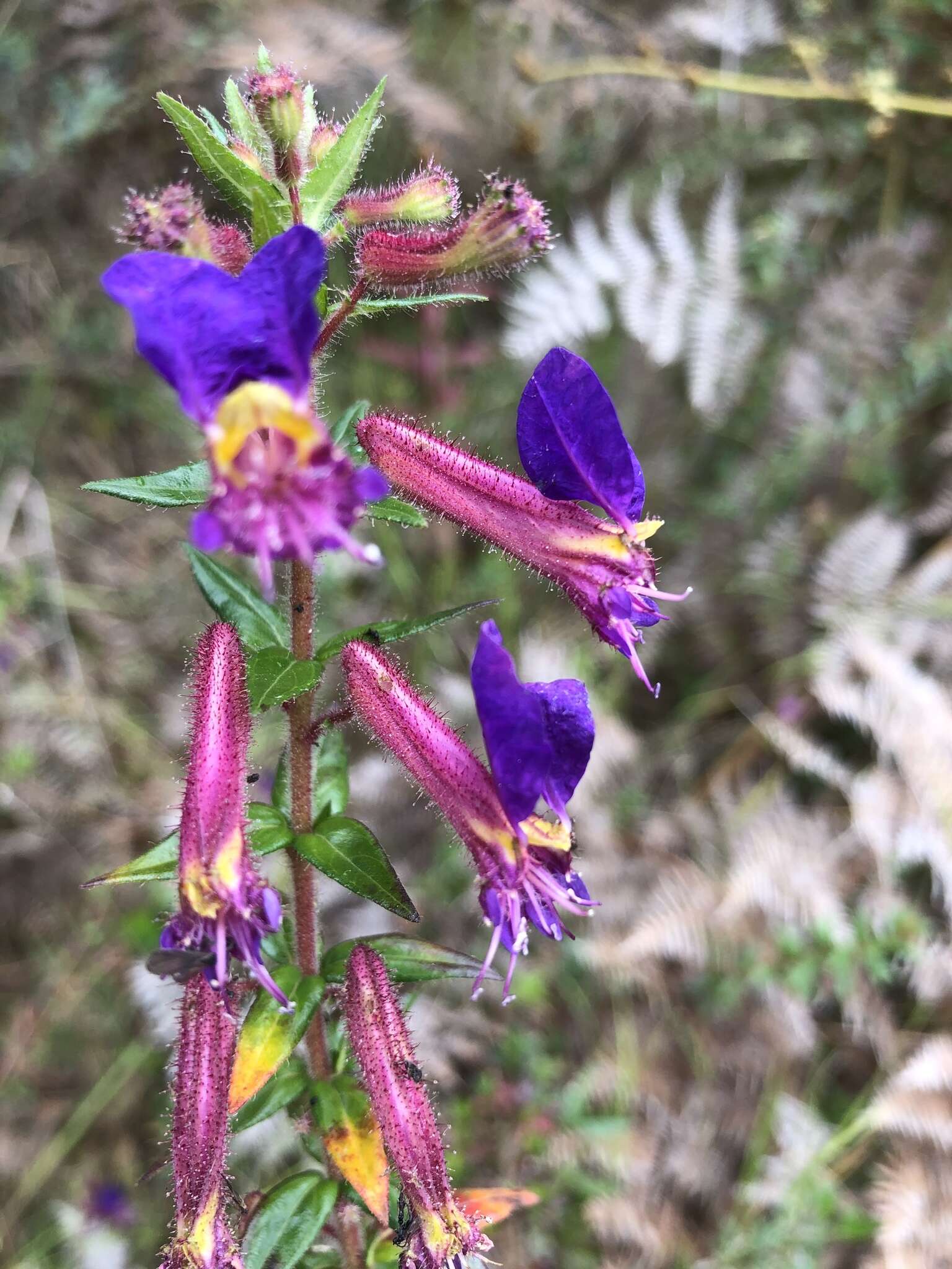 Image of Cuphea dipetala (L. fil.) Koehne