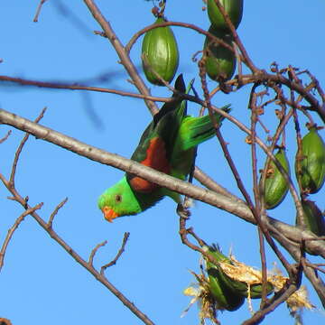 صورة Aprosmictus Gould 1842