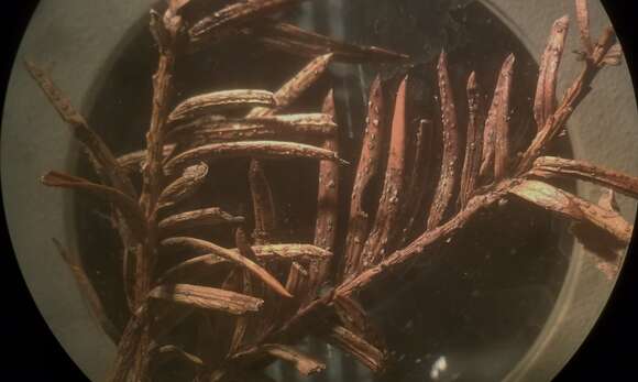 Image of Cryptocline taxicola (Allesch.) Petr. 1925
