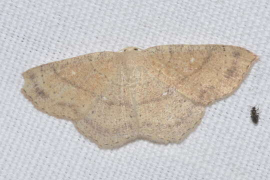 Imagem de Cyclophora porata Fabricius