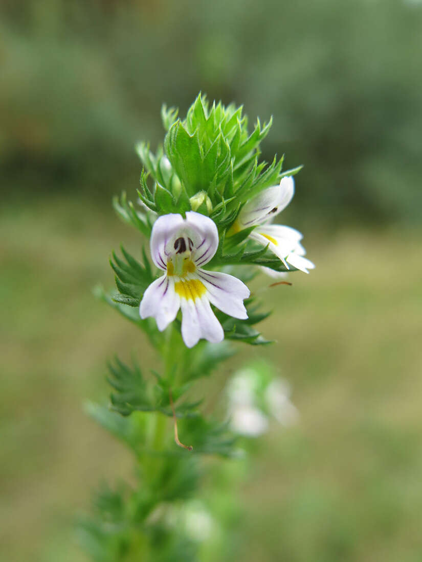 Image de Euphrasia pectinata Ten.