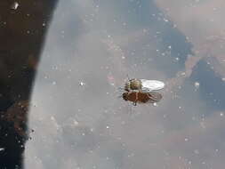 Image of Shore fly