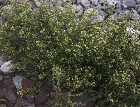 Imagem de Rubia cordifolia L.