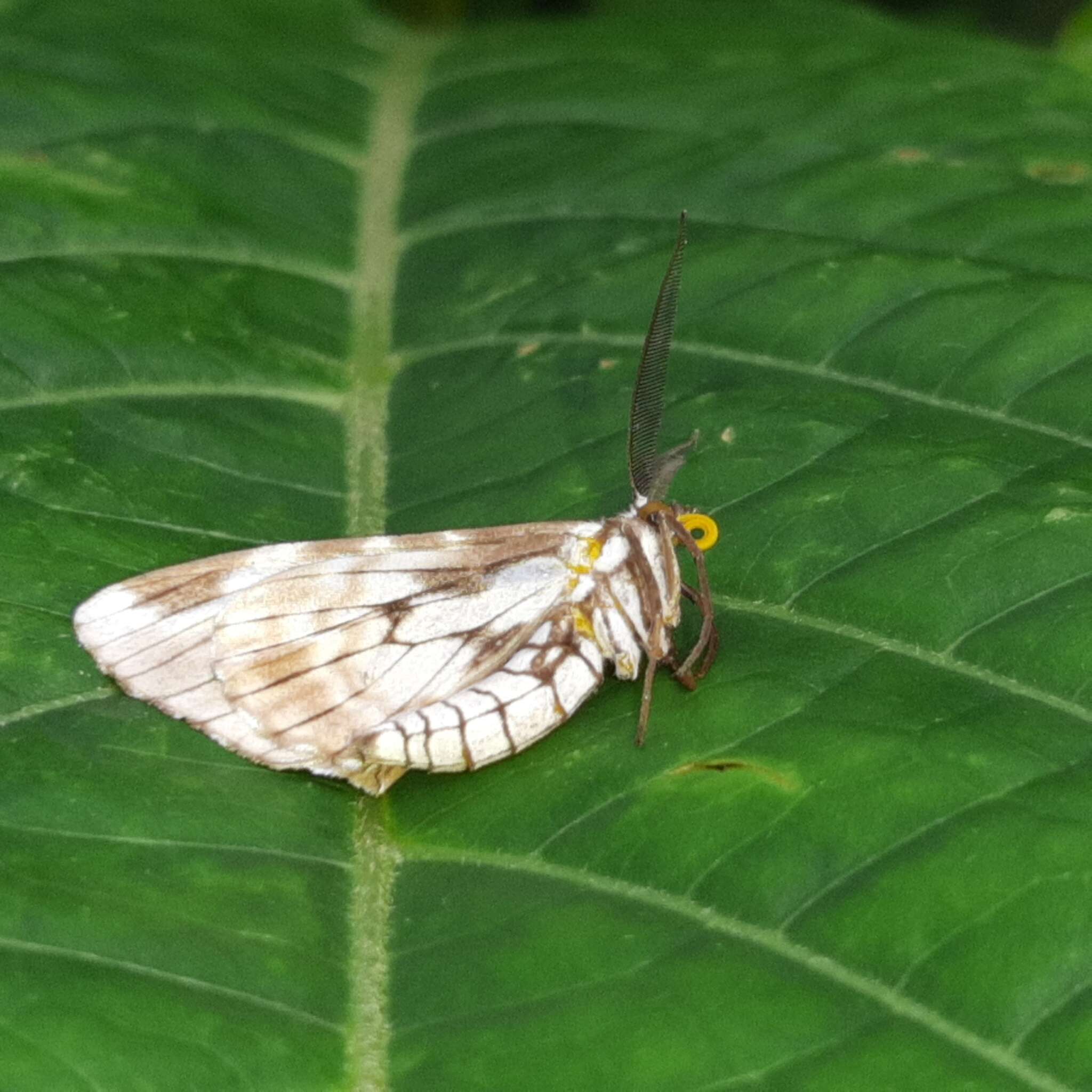 صورة Nephodia organa Druce 1893