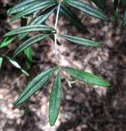 Image of Oxylobium arborescens R. Br.