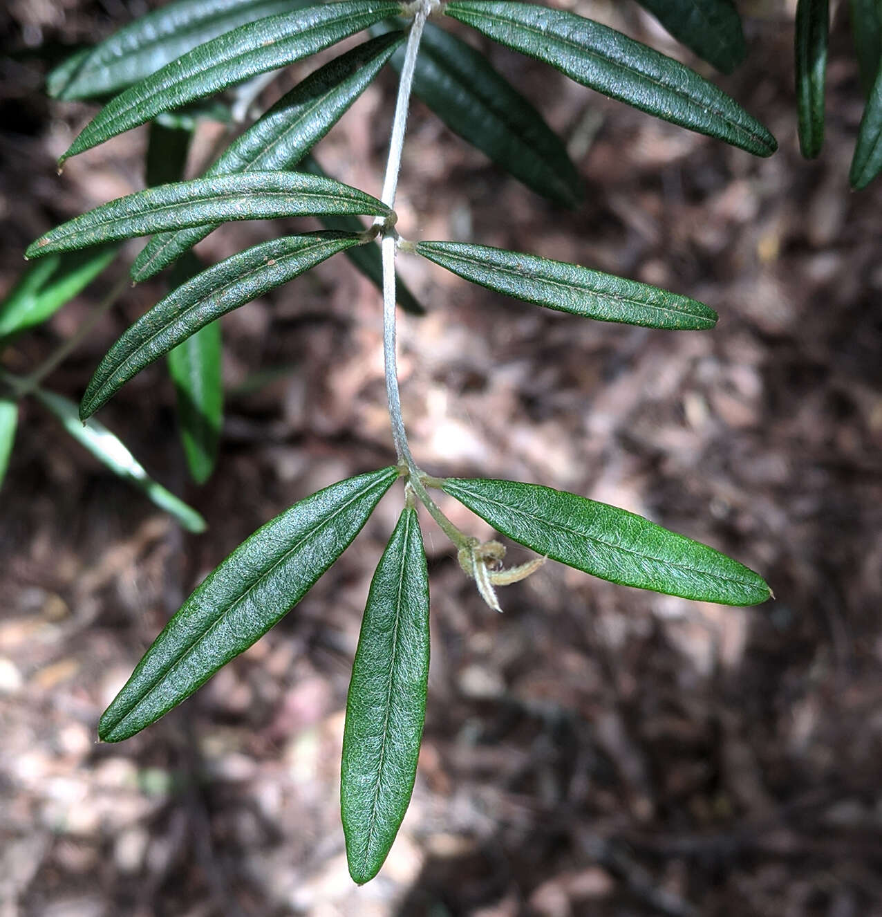 Image of Oxylobium arborescens R. Br.