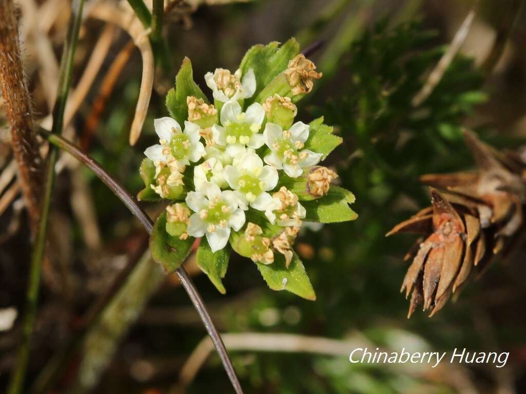 Sivun Chaerophyllum nanhuense (Chih H. Chen & J. C. Wang) K. F. Chung kuva