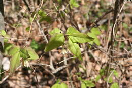 Image de Lonicera canadensis Bartr. ex Marsh.