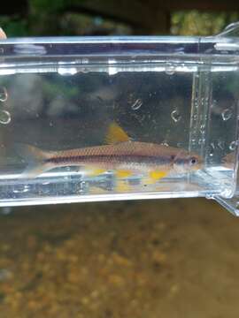 Sivun Notropis chlorocephalus (Cope 1870) kuva