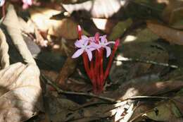 Image of Voyria rosea Aubl.